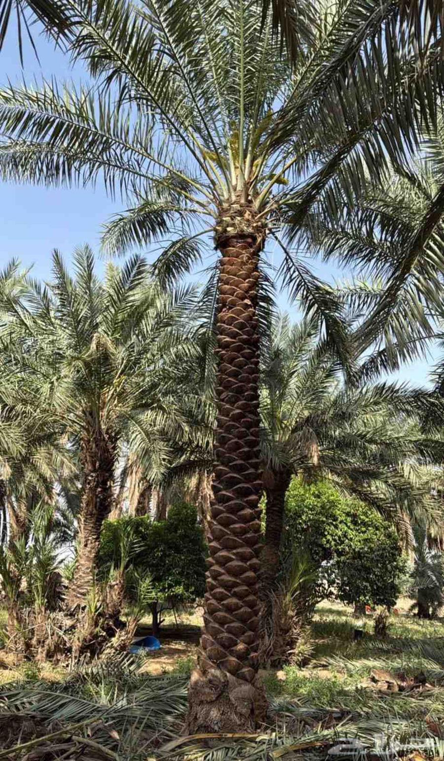 مقاول توريد جميع انواع النخيل64545524460034112