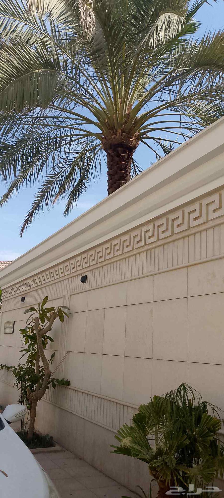 جميع اشغال النخيل64545474801026111