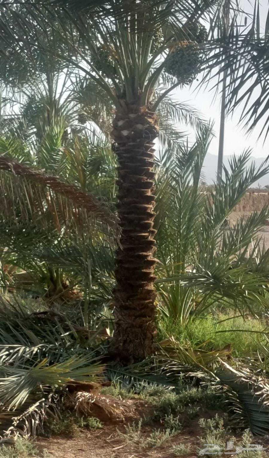 مقاول توريد جميع انواع النخيل64545524460034114