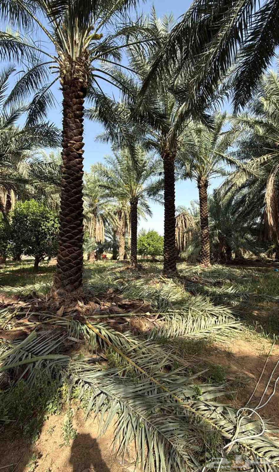 مقاول توريد جميع انواع النخيل64545524460034111