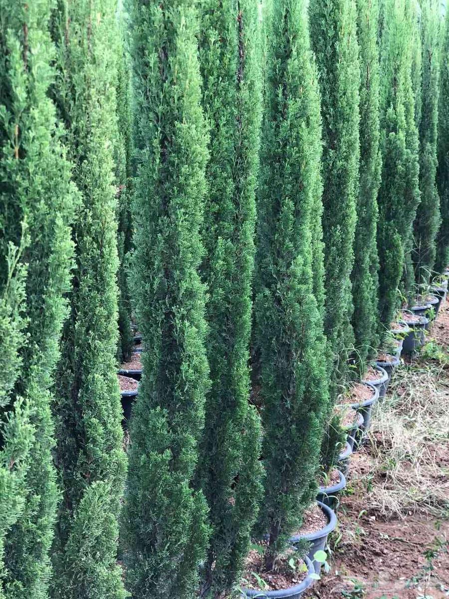 تكريب نخيل بلدي ونخيل واشنطن وقص اشجار64538722334339114