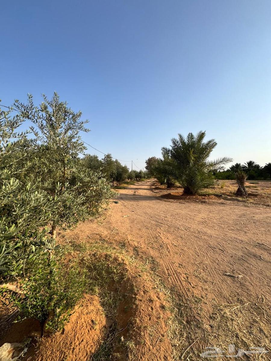 للبيع مزرعه بالشملي64545489985281110