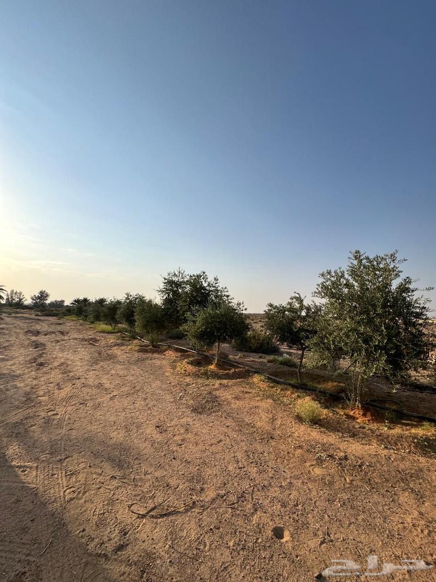 للبيع مزرعه بالشملي64545489985281111