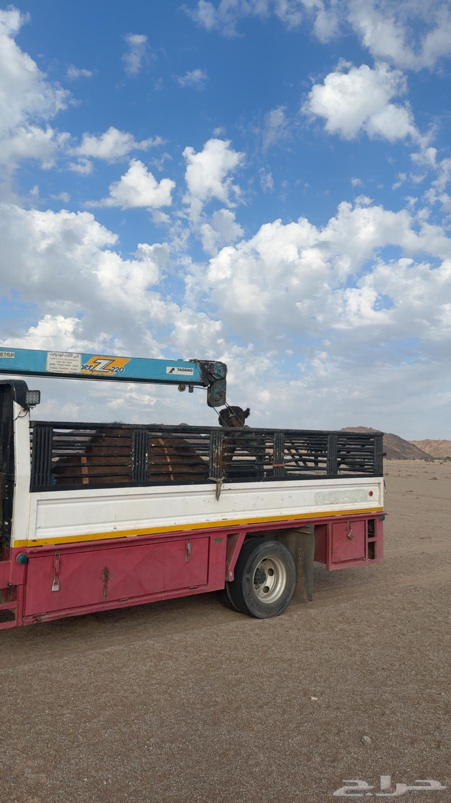 دنا طالعه من المدينه الى القصيم64550542888577110