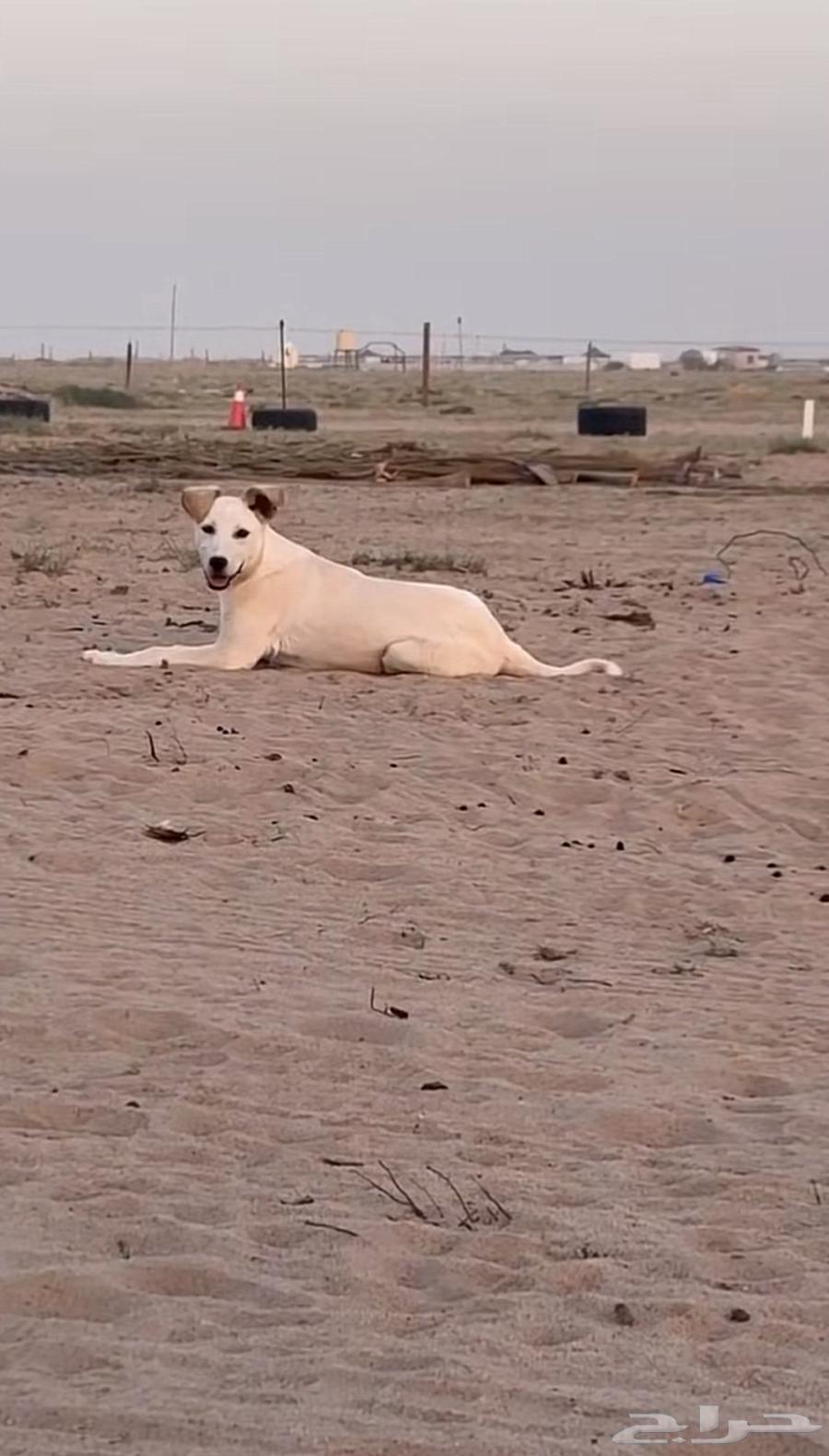 سطحه المدينه المنوره64550576219521112