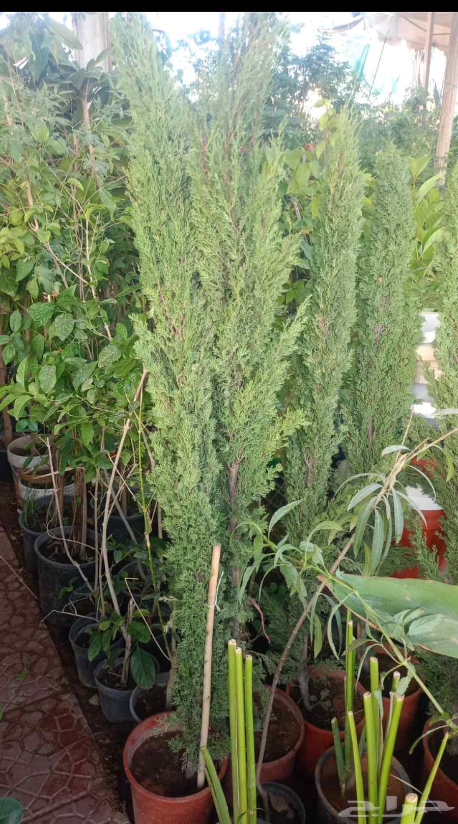 Flower seedling trees, all garden landscaping and tree planting works64550558496002113