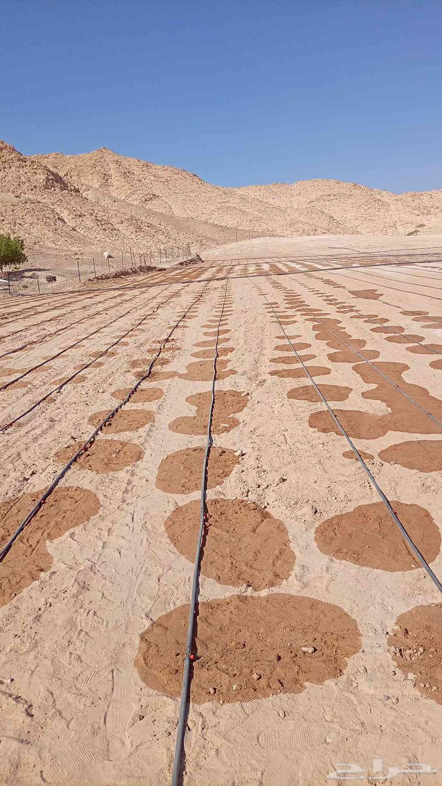 تظبيط شبكات ري ونخل وزيتون وفصائل وتجوير وتقليع64550559319170111