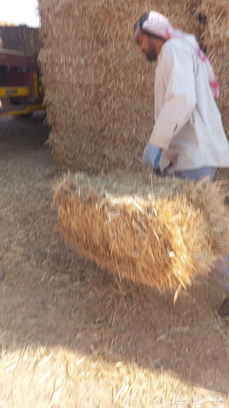 يوجد تبن تبن حق 24 جندير لجميع انحاء المملكه64550542341123110