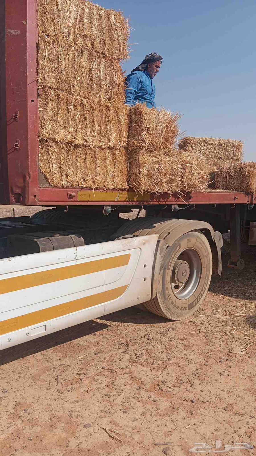 يوجد تبن تبن حق 24 جندير لجميع انحاء المملكه64550542341123111