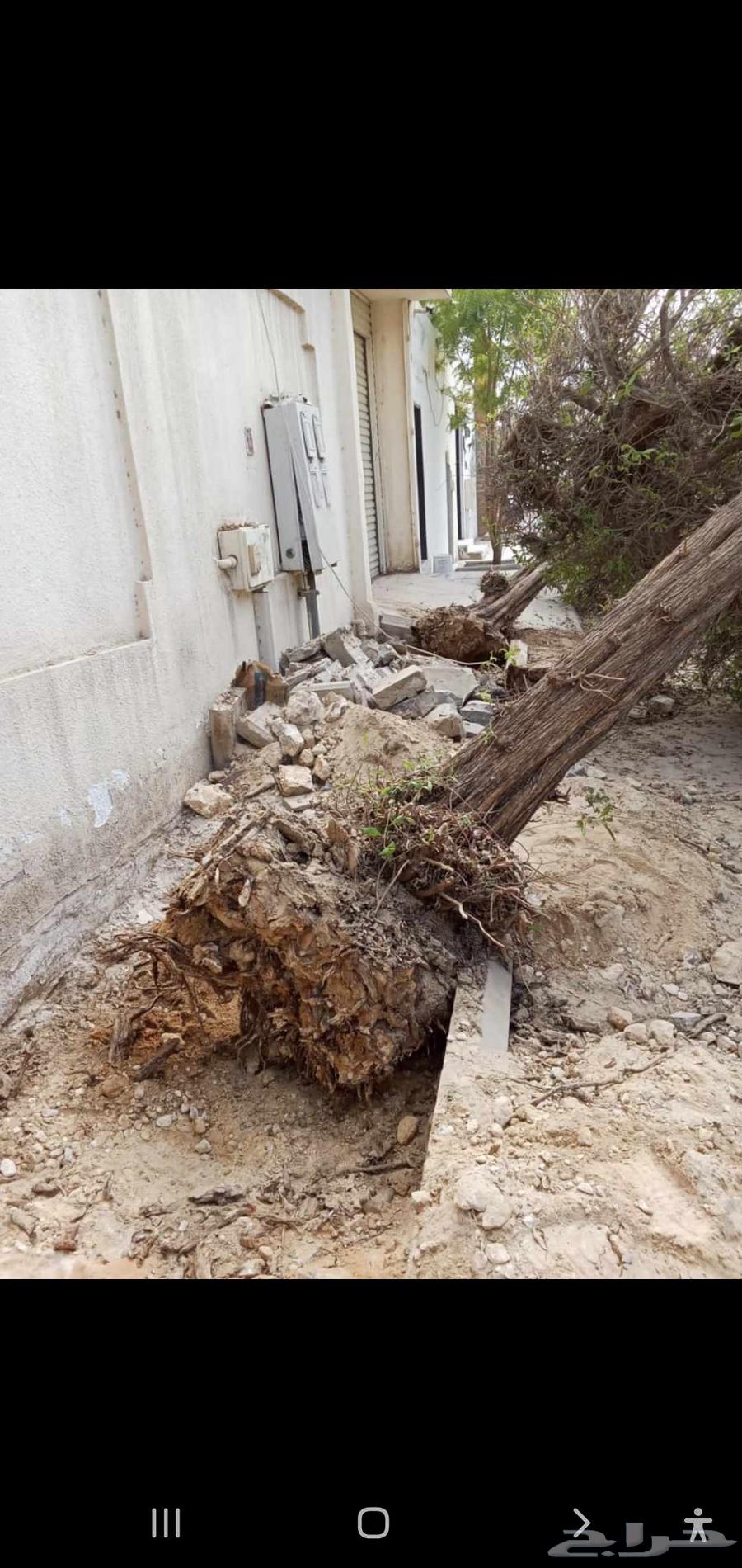 Tree trimming and palm tree removal64582256483587111