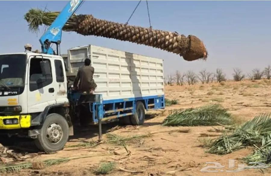 Palm tree removal, relocation, waste removal, palm pruning, palm planting, tree cutting64538584812546113