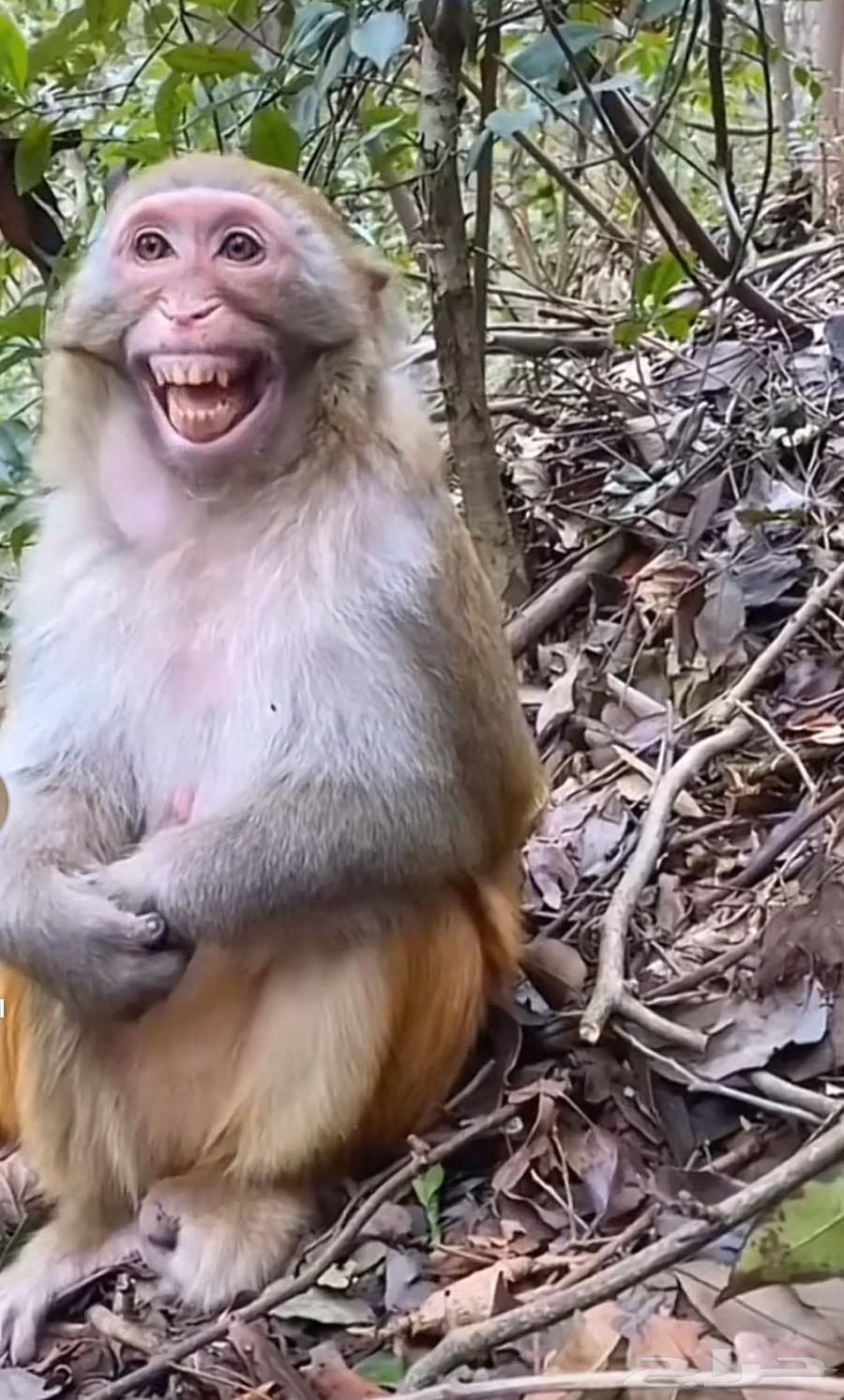 سطحه المدينه المنوره64550576219521113