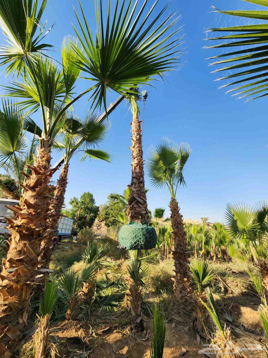 مقاول شبوك ونخيل64545556446083114