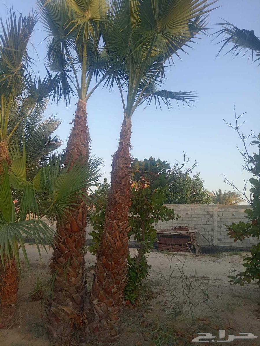 Selling all types of palm trees, trees, grass, roses, and flowers, and trimming shrubs64563251600513110