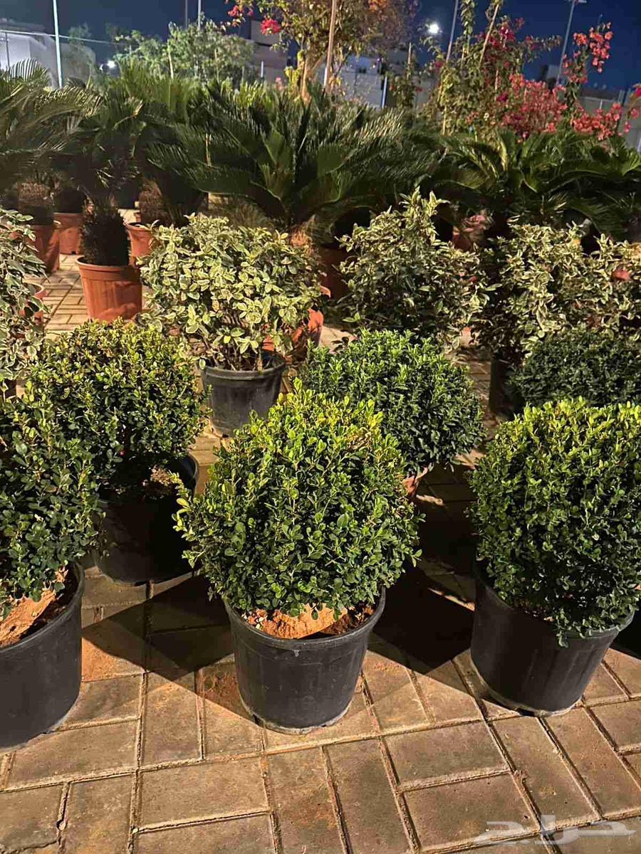 Flower seedling trees, all garden landscaping and tree planting works64550558496002114