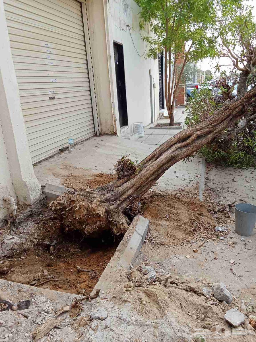 Tree pruning, palm and tree cultivation, and landscaping64582256511106113