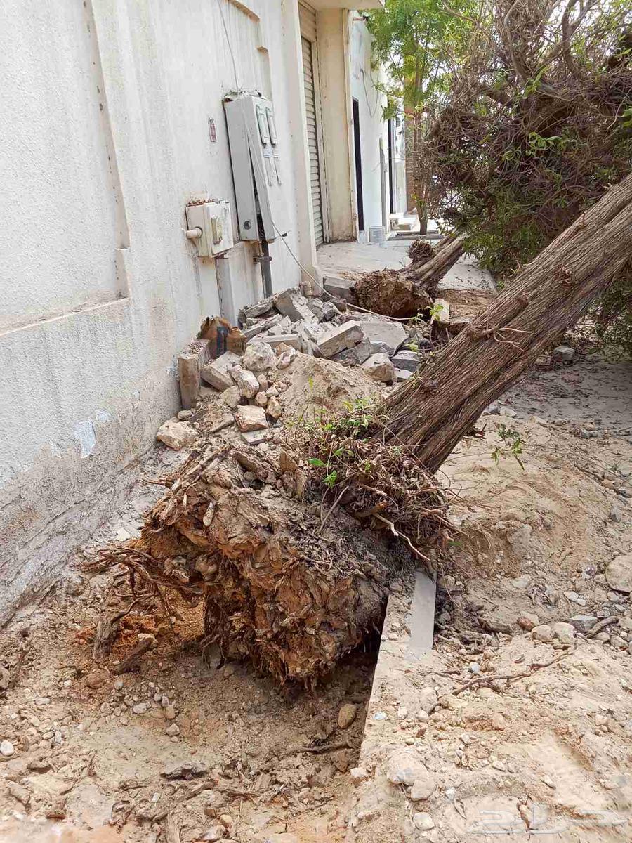 Tree pruning, palm and tree cultivation, and landscaping64582256511106112