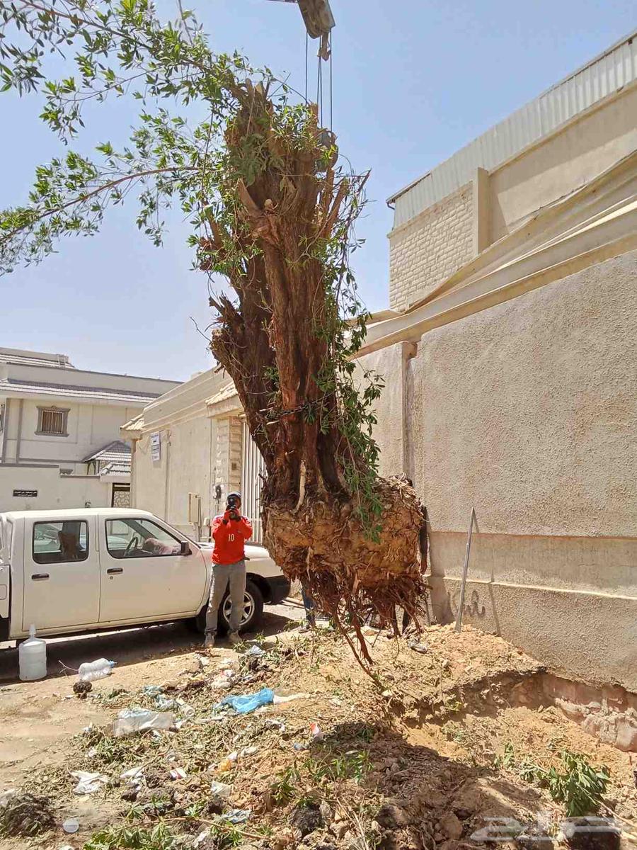 Tree pruning, palm and tree cultivation, and landscaping64582256511106111