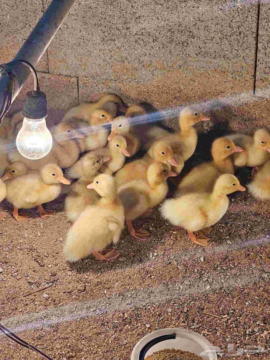 صوص بط بكيني سوبر جامبو64550543352322110