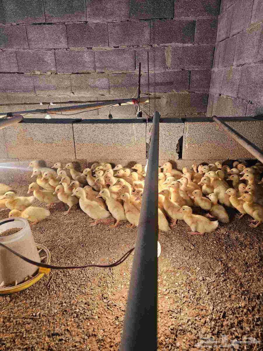 صوص بط بكيني سوبر جامبو64550543352322112