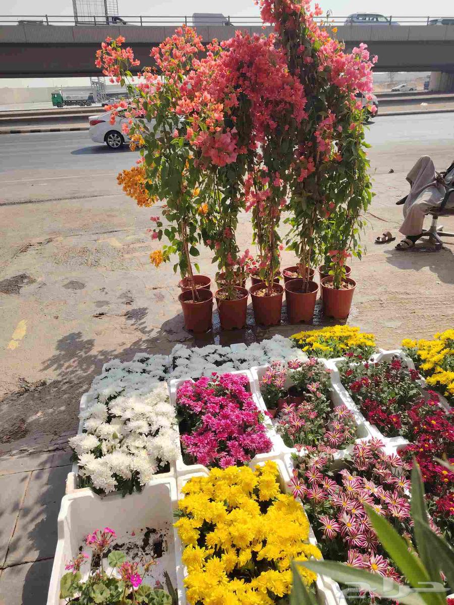 Landscaping in Riyadh for supplying natural and artificial turf64550576422657110