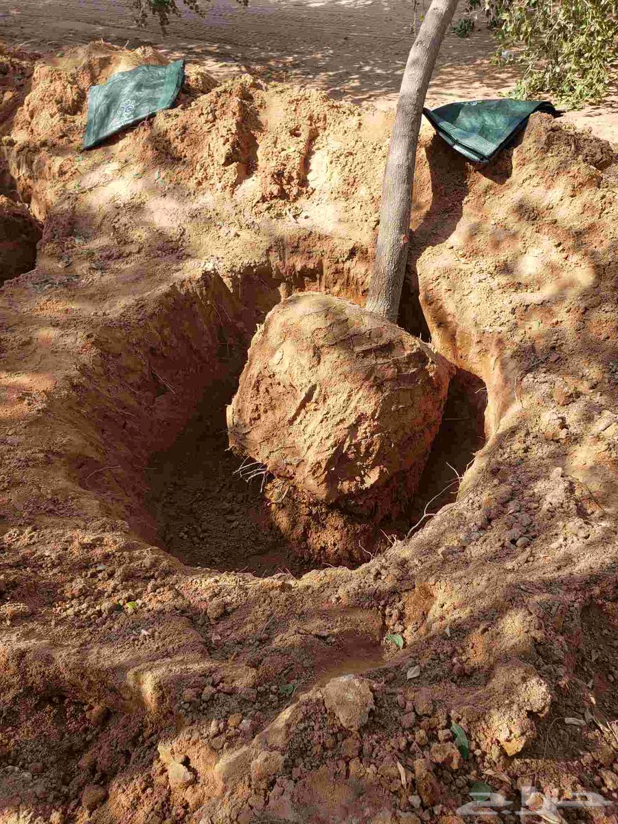 نقوم بقلع جميع انواع الاشجار64593863721729111