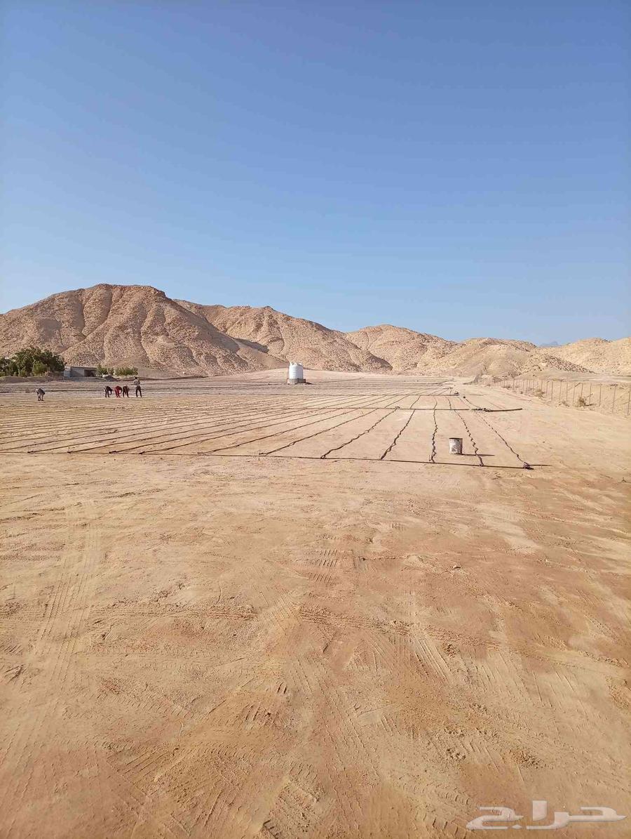 تظبيط شبكات ري ونخل وزيتون وفصائل وتجوير وتقليع64550559319170110