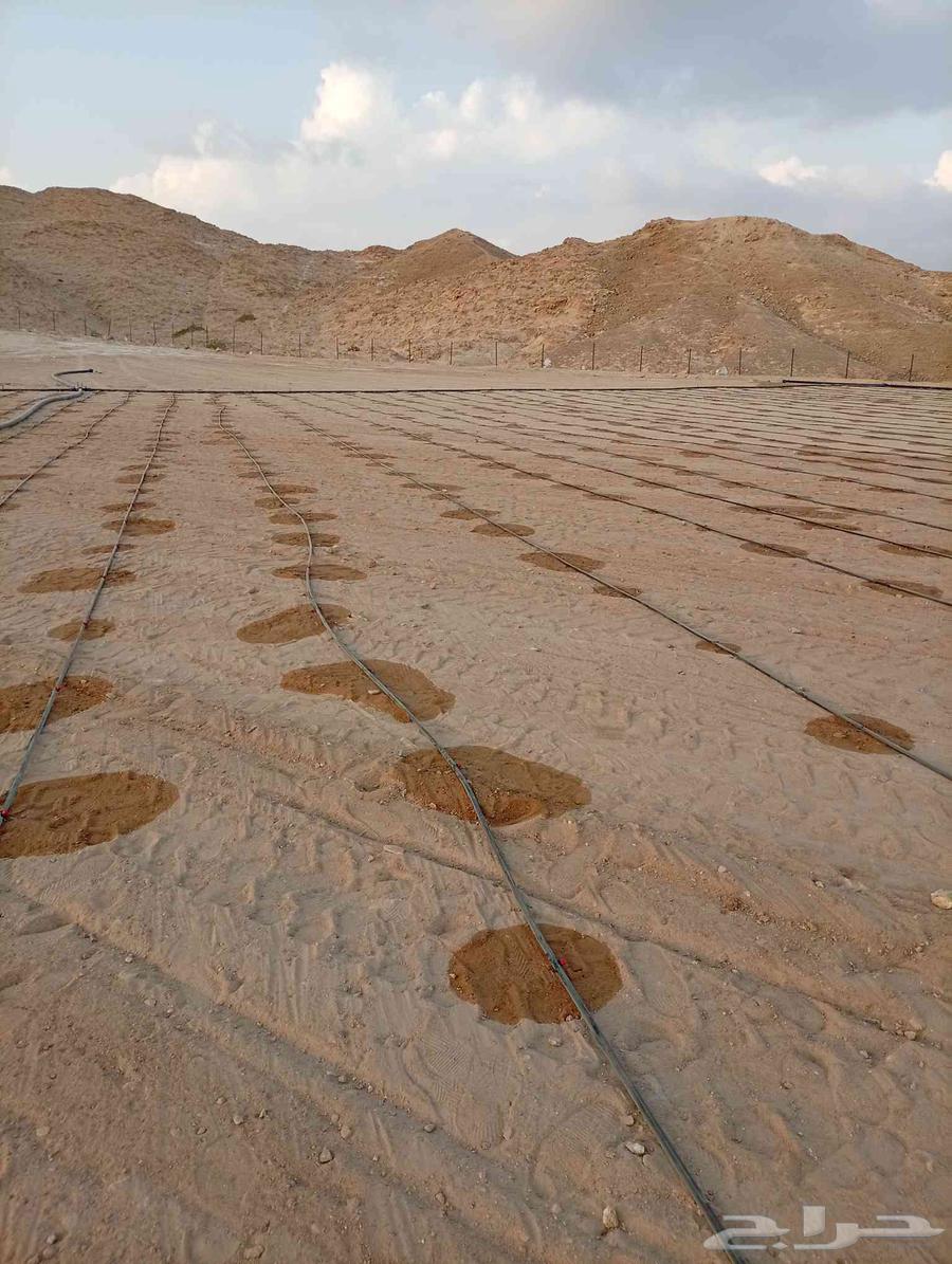 تظبيط شبكات ري ونخل وزيتون وفصائل وتجوير وتقليع64550559319170112