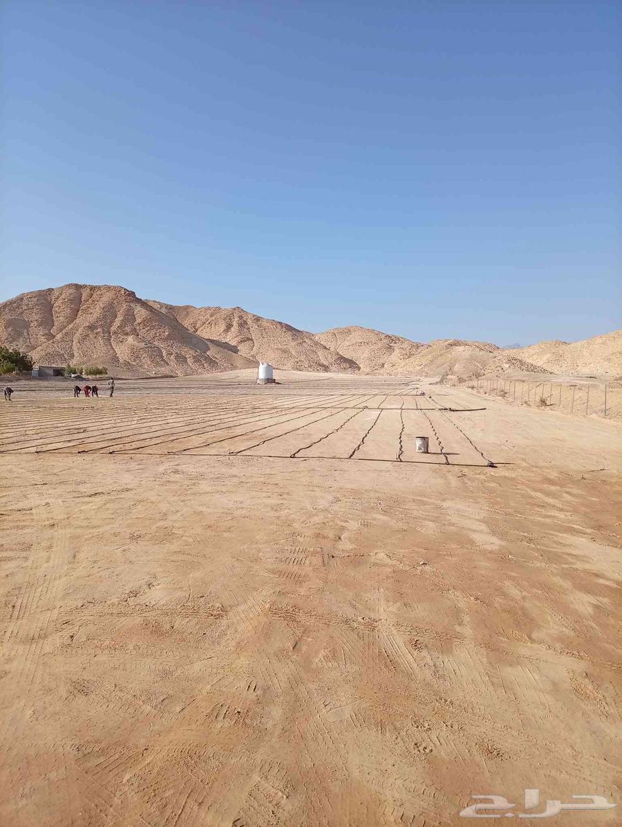 تظبيط شبكات ري ونخل وزيتون وفصائل وتجوير وتقليع64550559319170113