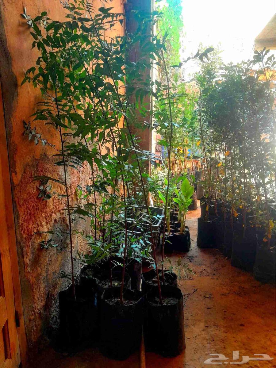 زراعه جميع انواع الاشجار النخل والنجيل القص التزيين والتقليم64550395751042111