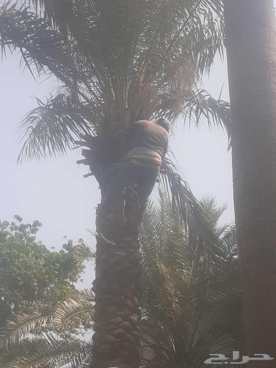 زراعه جميع انواع الاشجار النخل والنجيل القص التزيين والتقليم64550395751042113