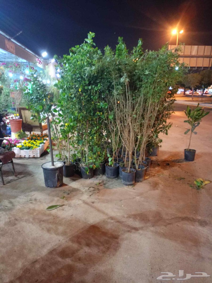 Flower seedling trees, all garden landscaping and tree planting works64550558496002110