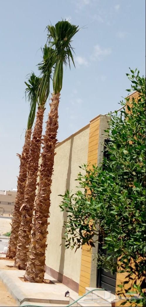 We have American Washington palm trees in all sizes and at reasonable prices64550576369537113