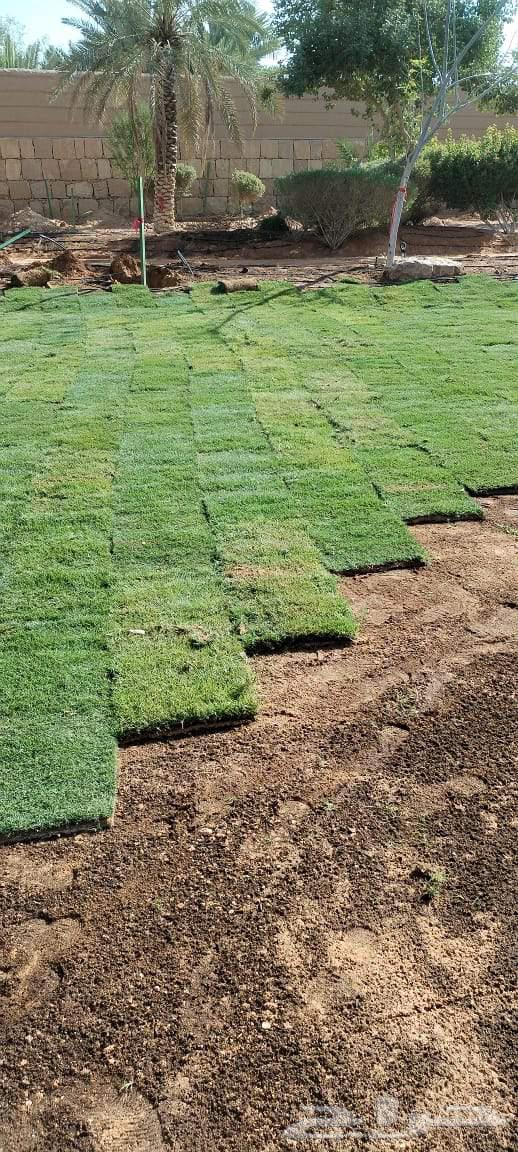 Tree pruning, palm and tree cultivation, and landscaping64582256511106110