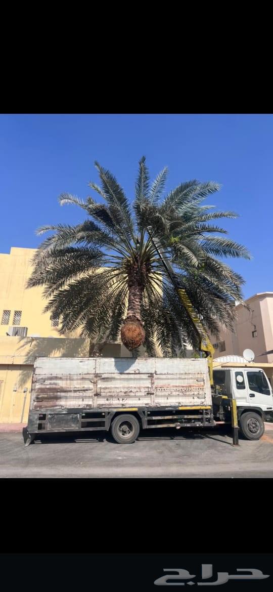 Palm tree removal, relocation, waste removal, palm pruning, palm planting, tree cutting64538584812546112