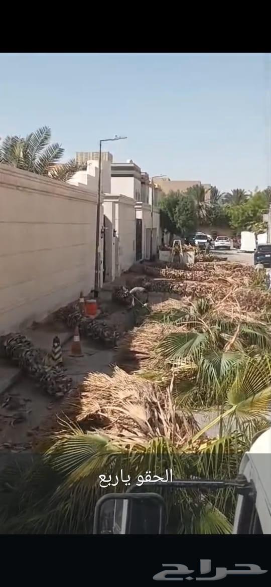 Palm tree removal, relocation, waste removal, palm pruning, palm planting, tree cutting64538584812546111