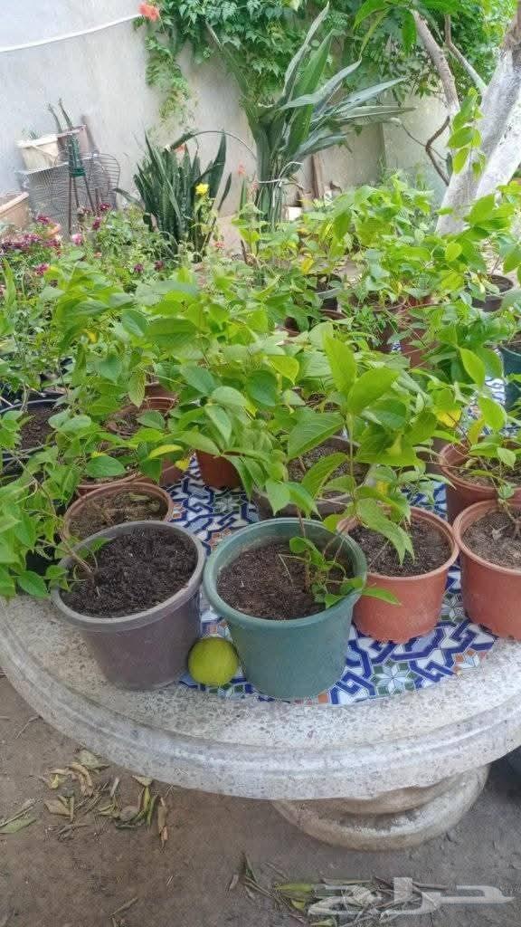 زراعه جميع انواع الاشجار النخل والنجيل القص التزيين والتقليم64550395751042110