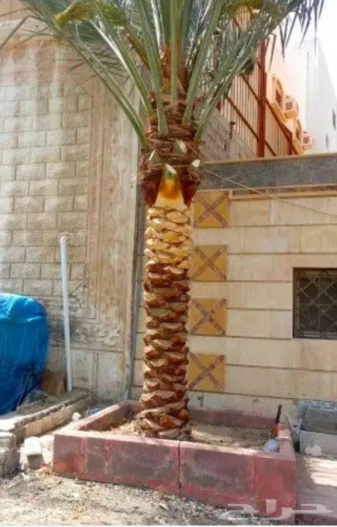 Tree Trimming and Palm Cultivation64550510365955111