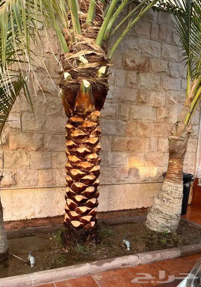 Tree Trimming and Palm Cultivation64550510365955110