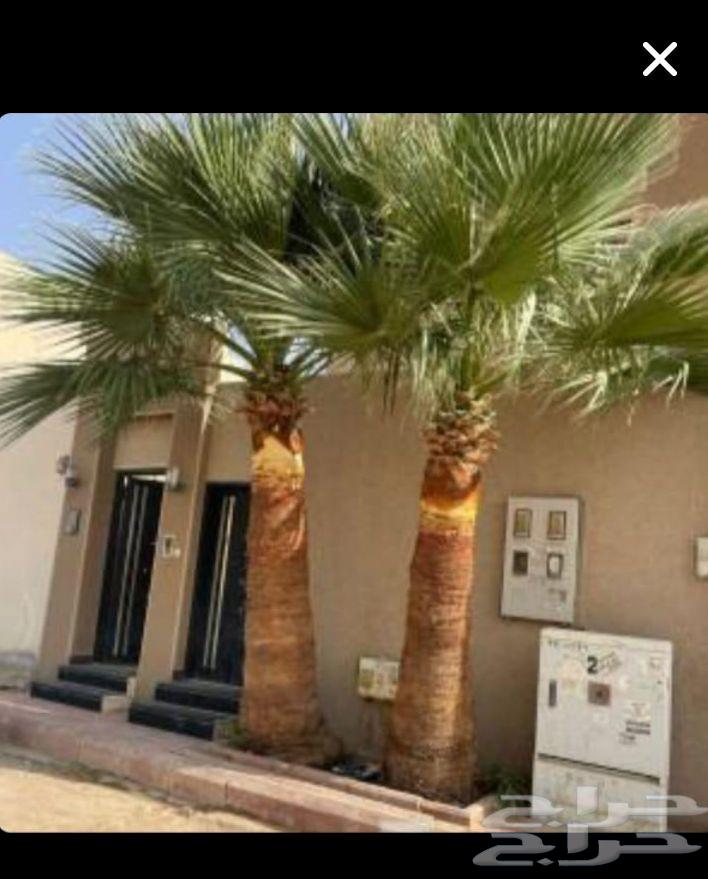 Tree Trimming and Palm Cultivation64550510365955112