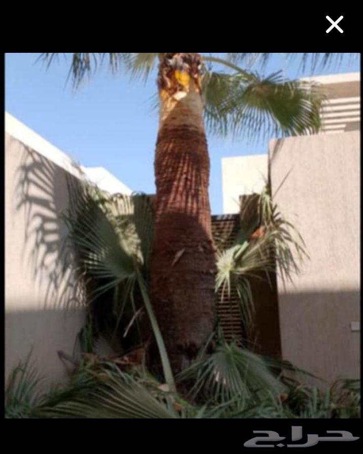 Tree Trimming and Palm Cultivation64550510365955113