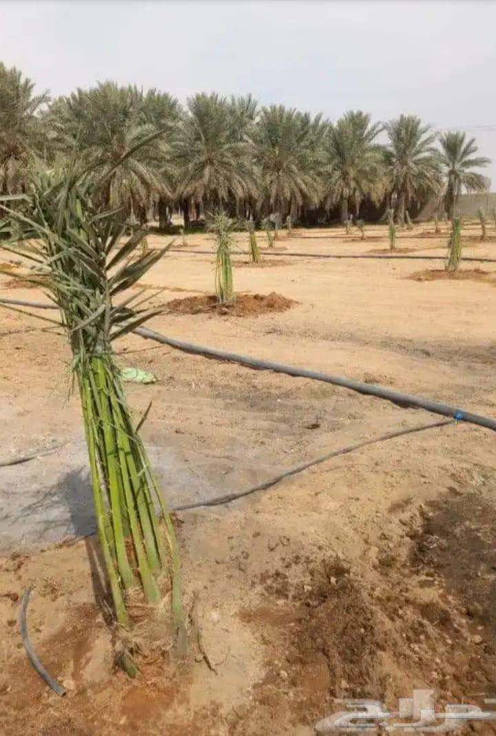 مقاول جميع انواع الشبوك وأعمال النخيل والبيوت التراثيه من ا64563219415554112