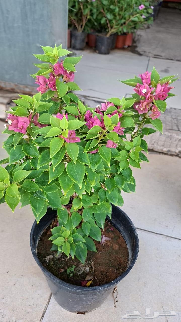 Landscaping in Riyadh for supplying natural and artificial turf64550576422657114