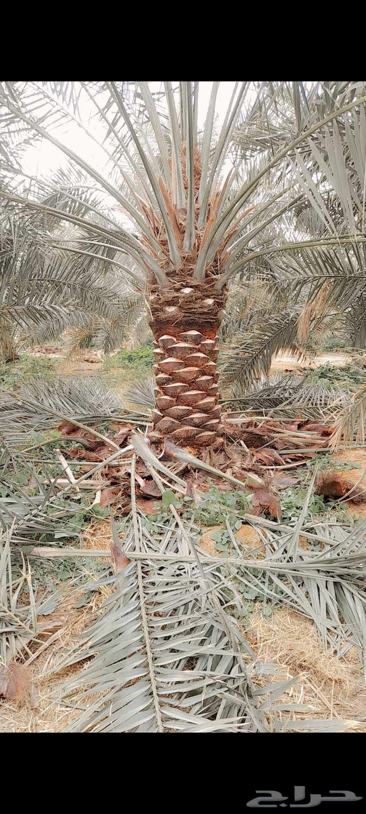 نقوم بتكريب النخيل وتنظيفه64563203779201110