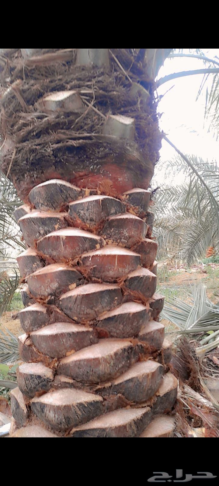 نقوم بتكريب النخيل وتنظيفه64563203779201111