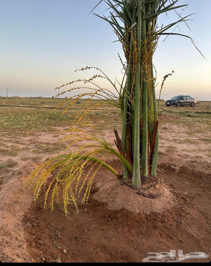 مقاول جميع انواع الشبوك وأعمال النخيل والبيوت التراثيه من ا64563219415554111