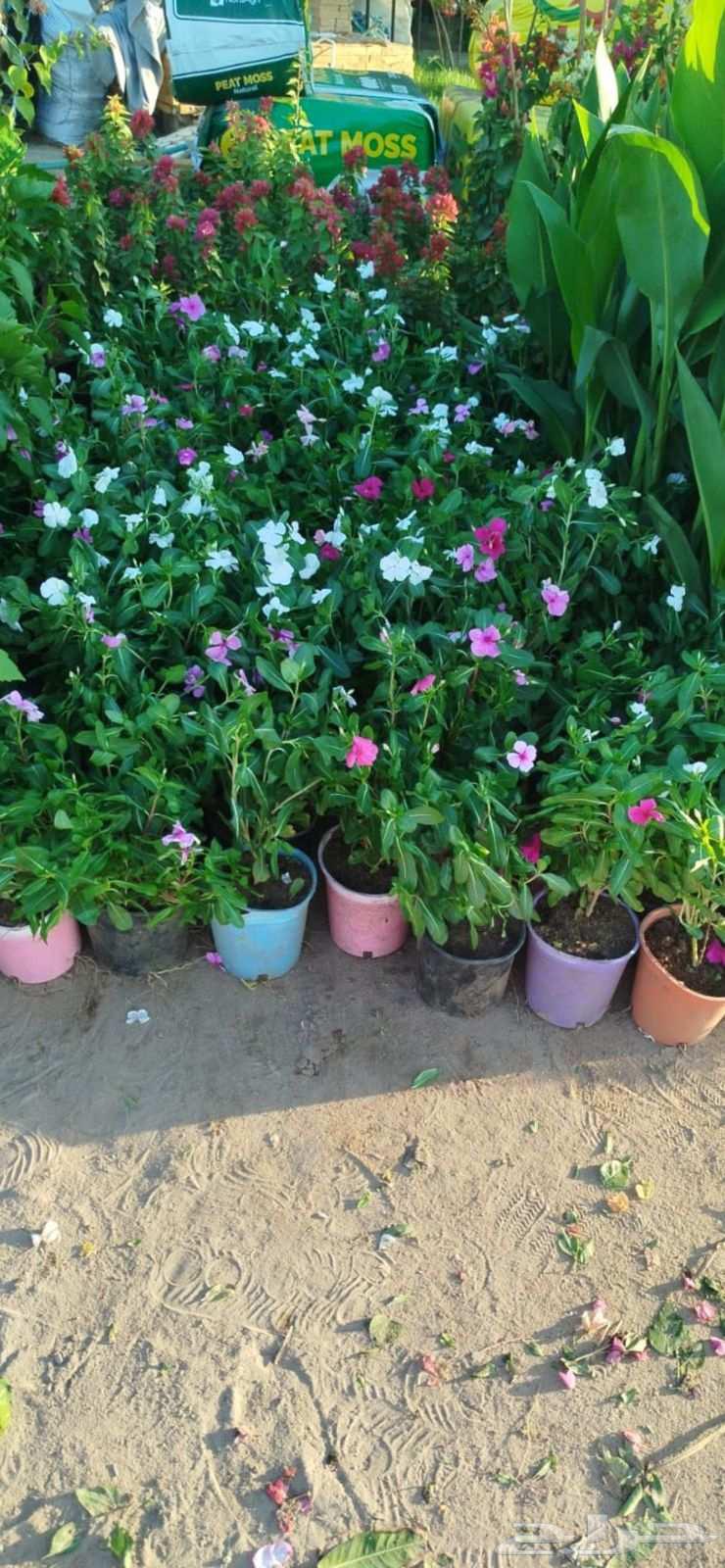 Selling all types of palm trees, trees, grass, roses, and flowers, and trimming shrubs64563251600513112