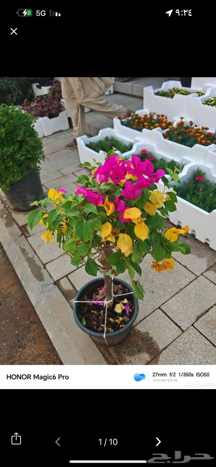 Selling all types of palm trees, trees, grass, roses, and flowers, and trimming shrubs64563251600513113