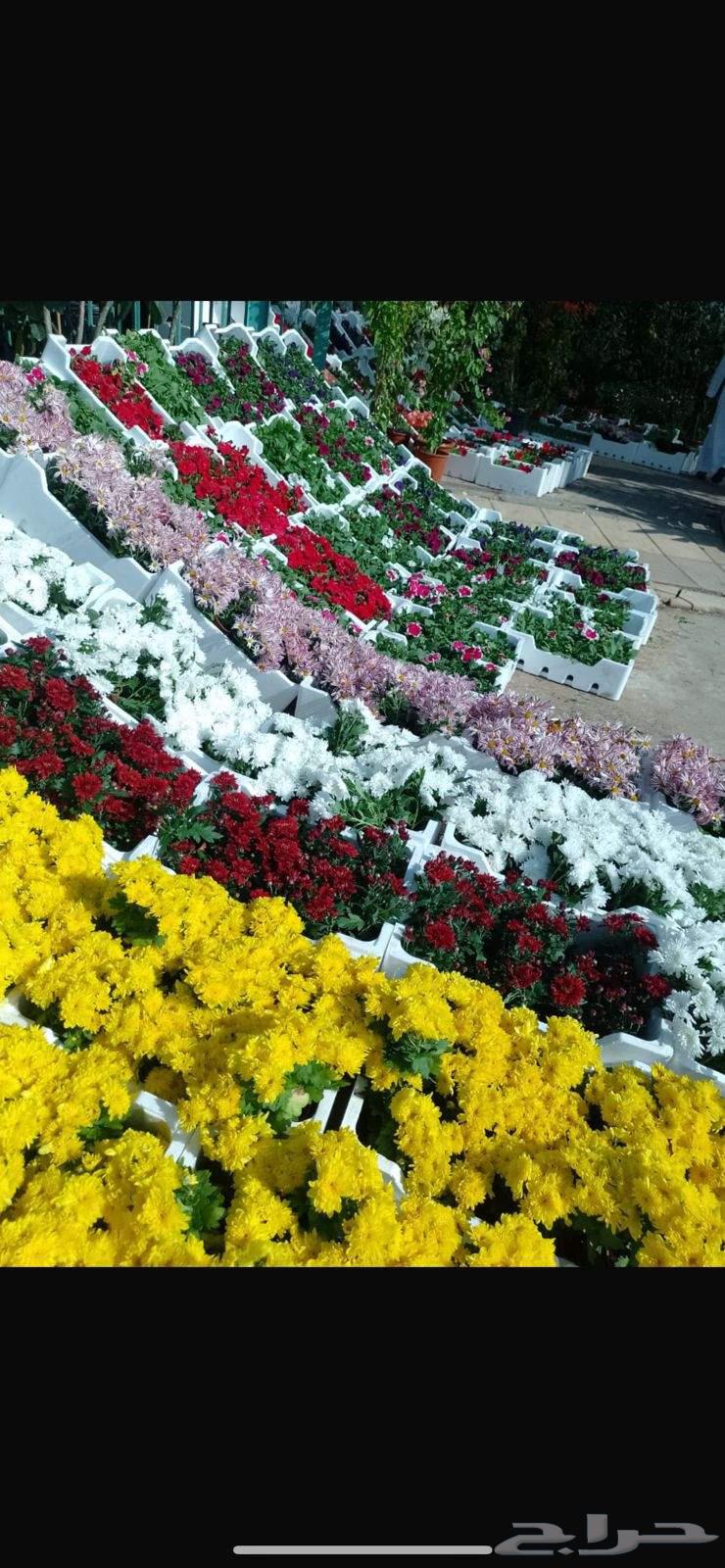 Selling all types of palm trees, trees, grass, roses, and flowers, and trimming shrubs64563251600513114