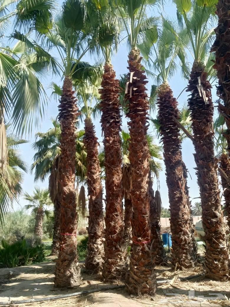 Selling all types of palm trees, trees, grass, roses, and flowers, and trimming shrubs64563251600513111
